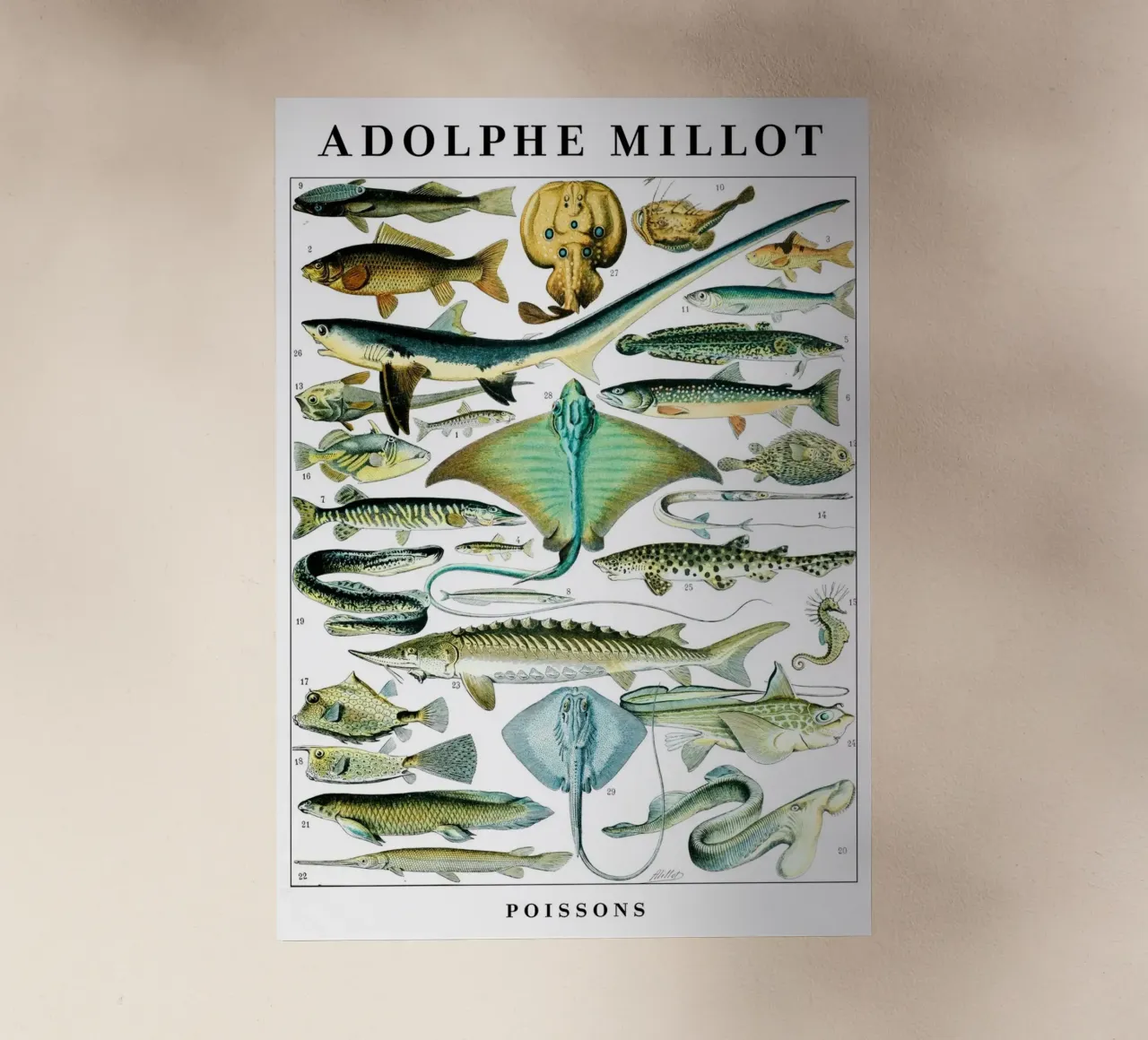 Fish pellicola backlit da Rob Lewis