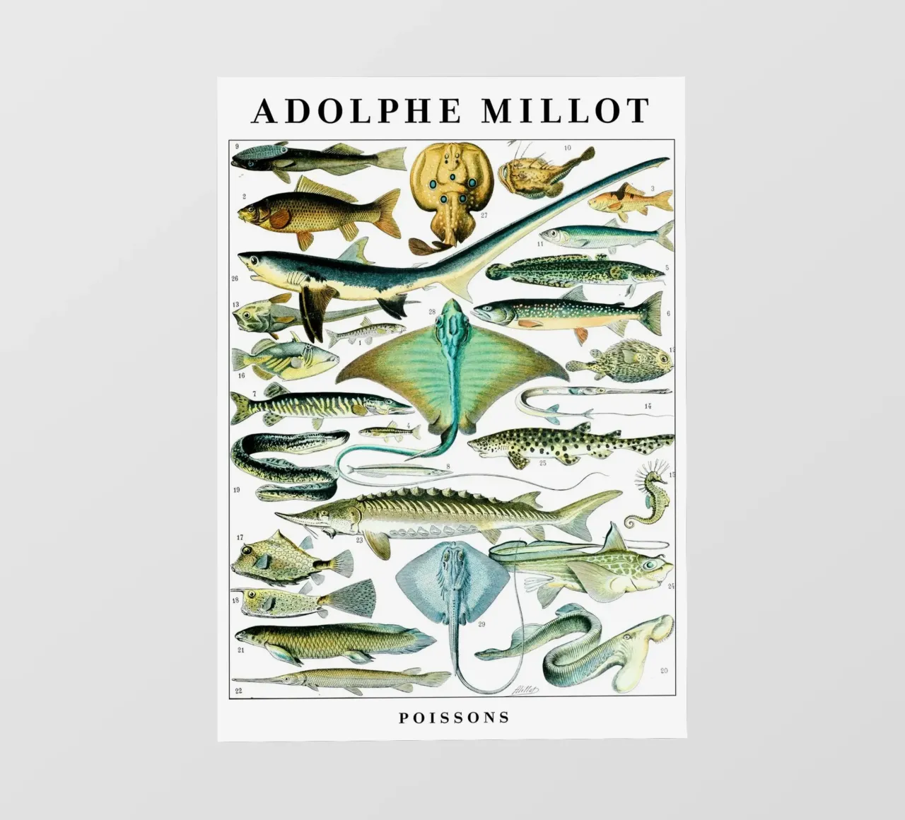 Fish pellicola backlit da Rob Lewis