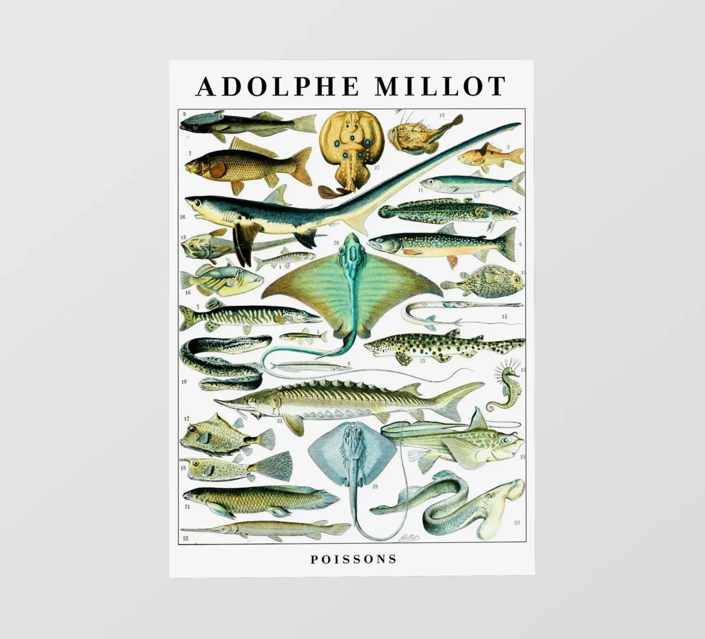 Vis fotobehang van Rob Lewis