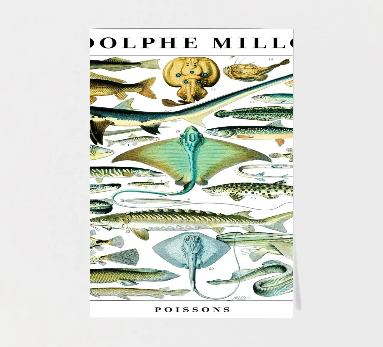 Vis stickervel van Rob Lewis