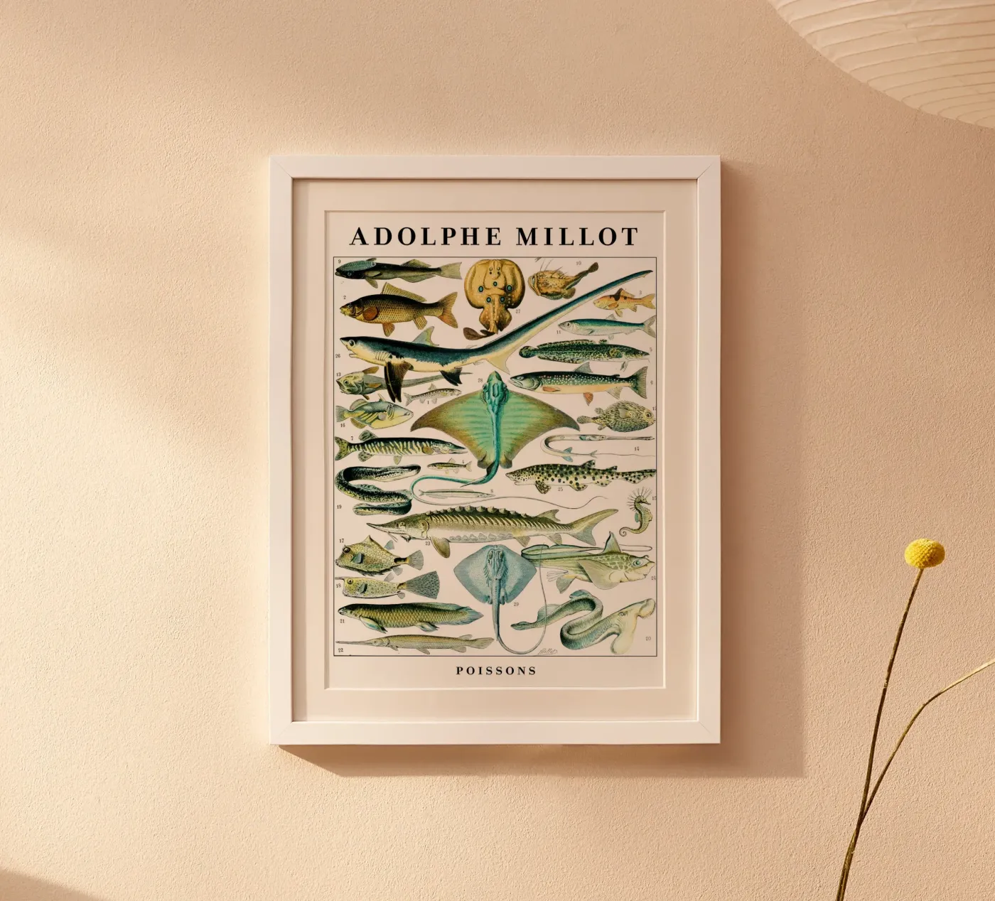 Fish poster by Rob Lewis