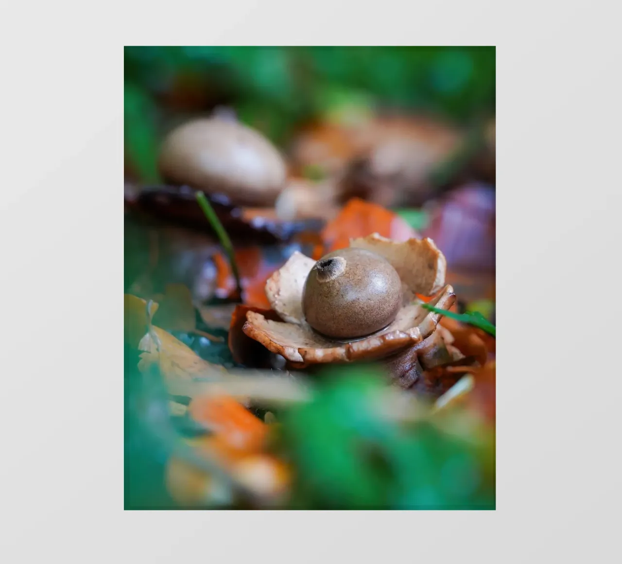 Funghi d'autunno pellicola backlit da Tom's Wildlife