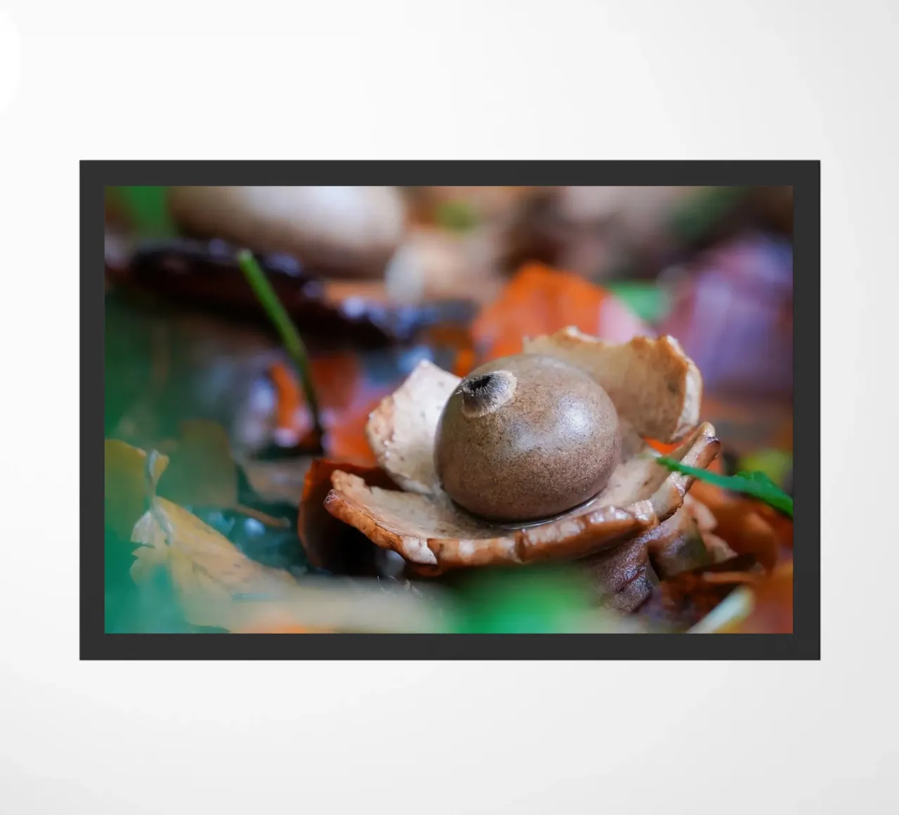 Funghi d'autunno zerbino da Tom's Wildlife