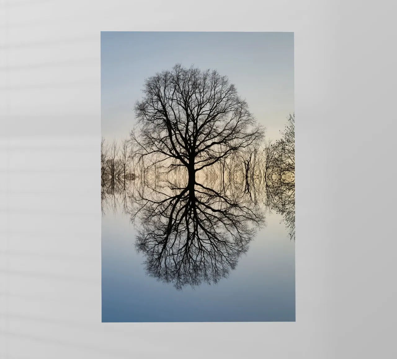 Riflesso di un albero in inverno pellicola backlit da Heidemüllerin