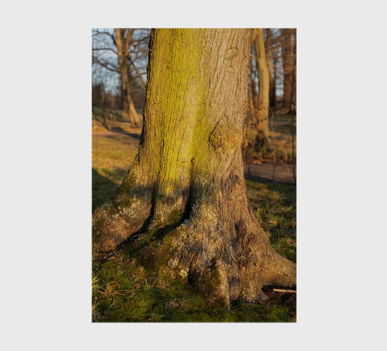 Detail of a tree in the evening light notebook by Heidemüllerin