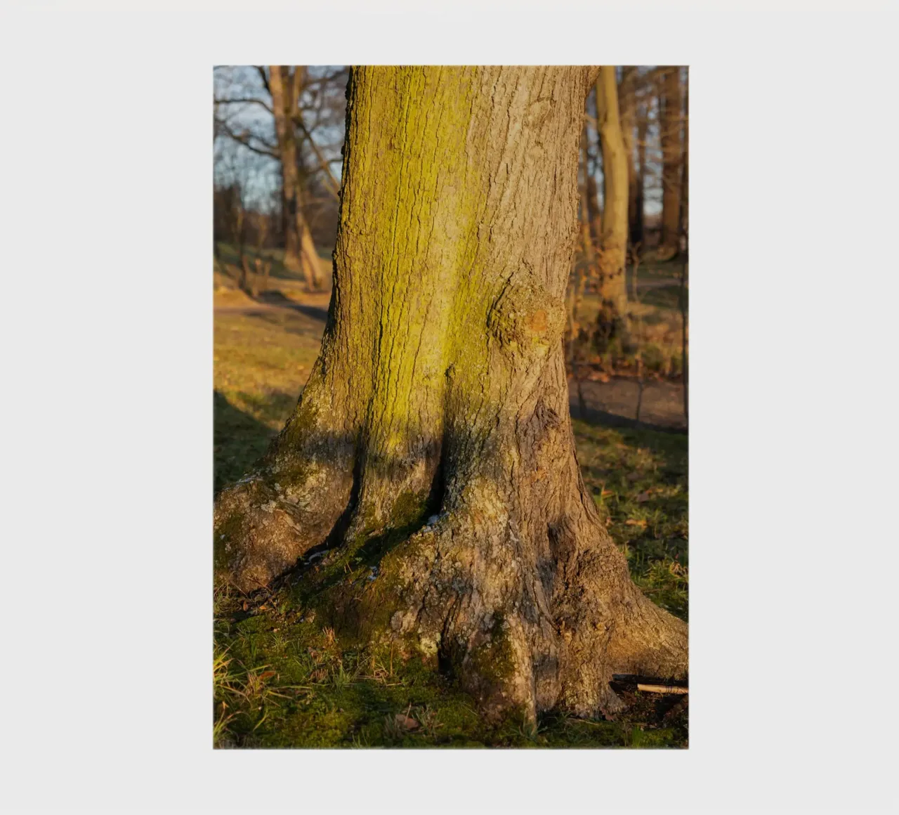 Detail of a tree in the evening light notebook by Heidemüllerin