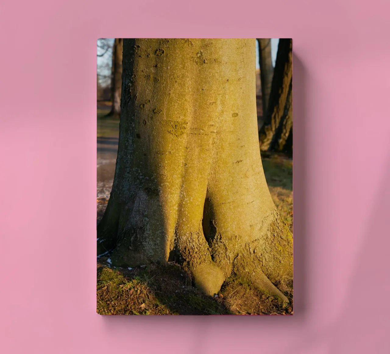 Tree trunk in the evening light notebook by Heidemüllerin