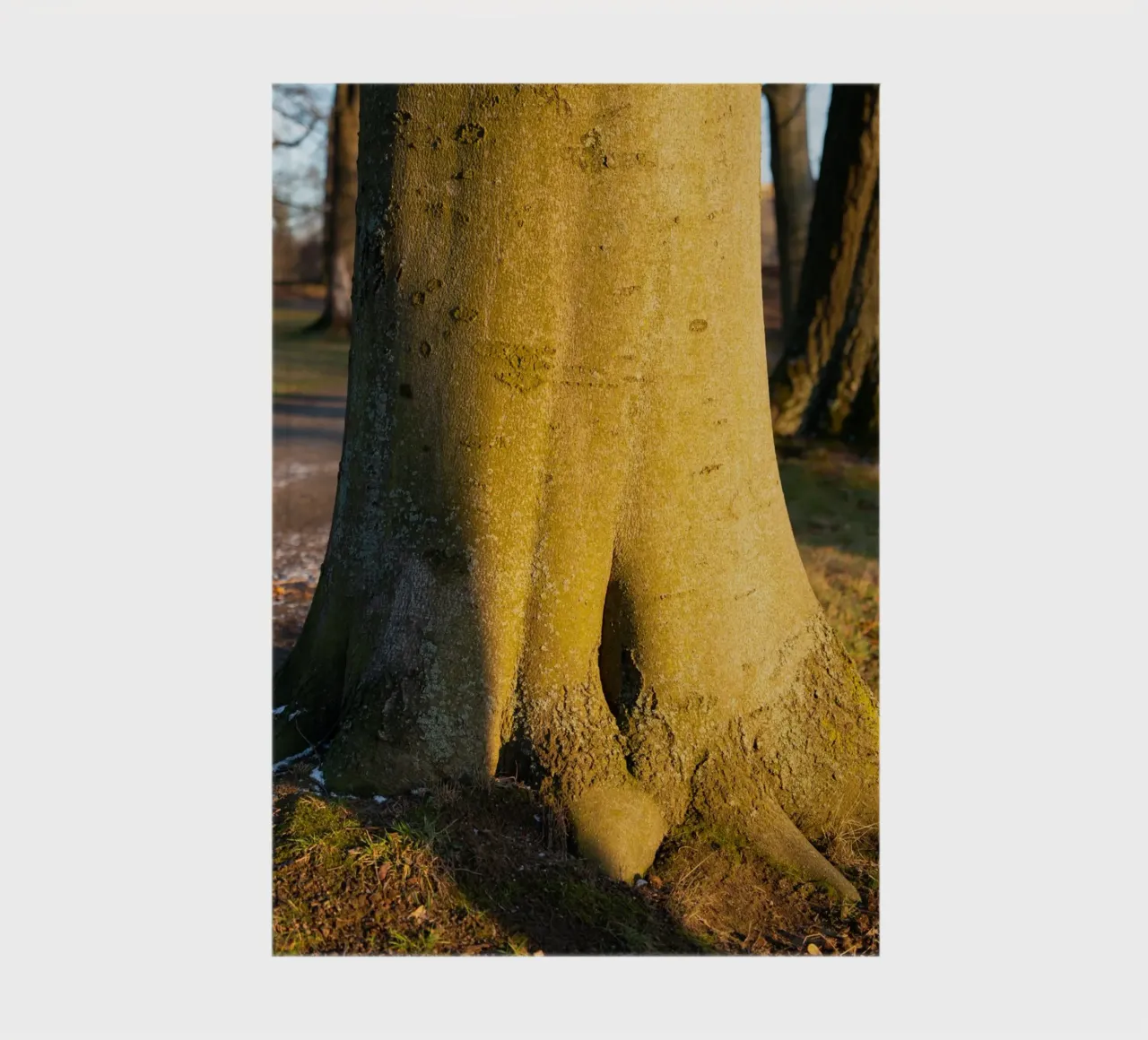 Tree trunk in the evening light notebook by Heidemüllerin