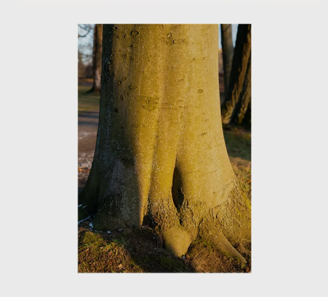 Tree trunk in the evening light notebook by Heidemüllerin