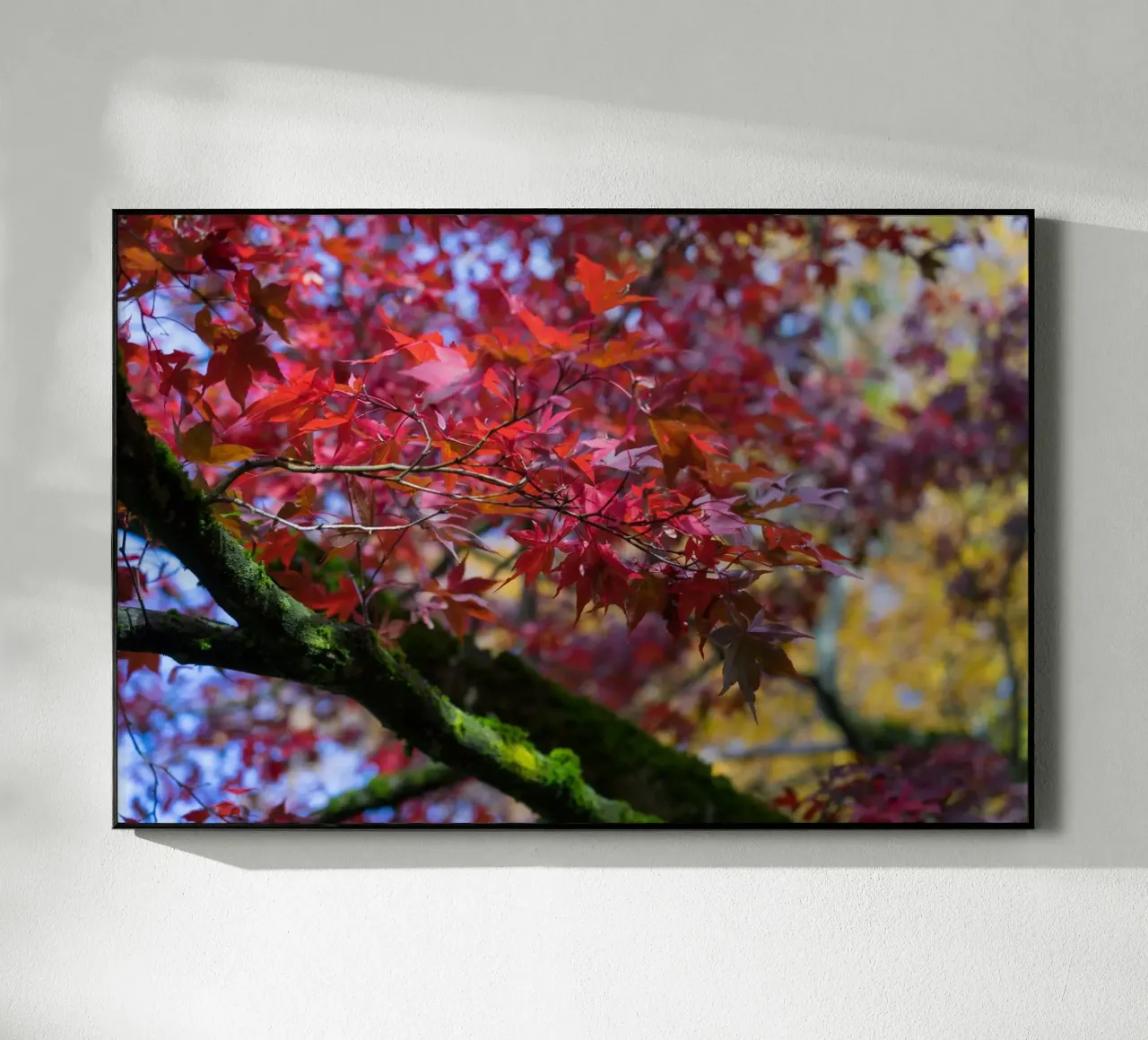 Foglie rosse plexiglass da Heidemüllerin