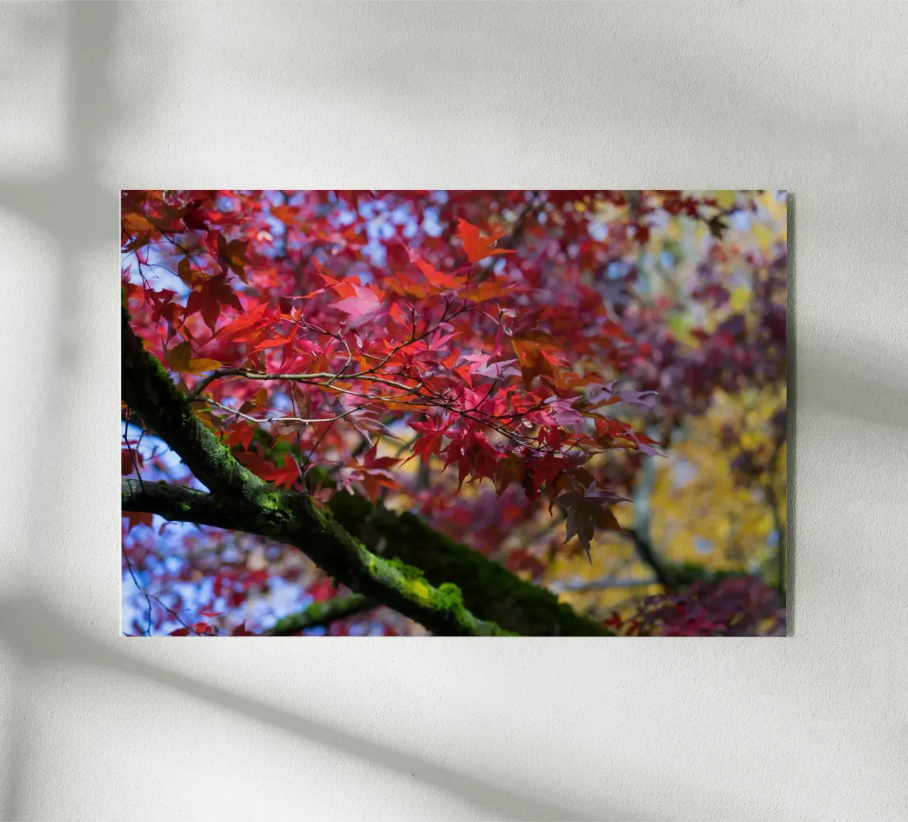 Foglie rosse plexiglass da Heidemüllerin