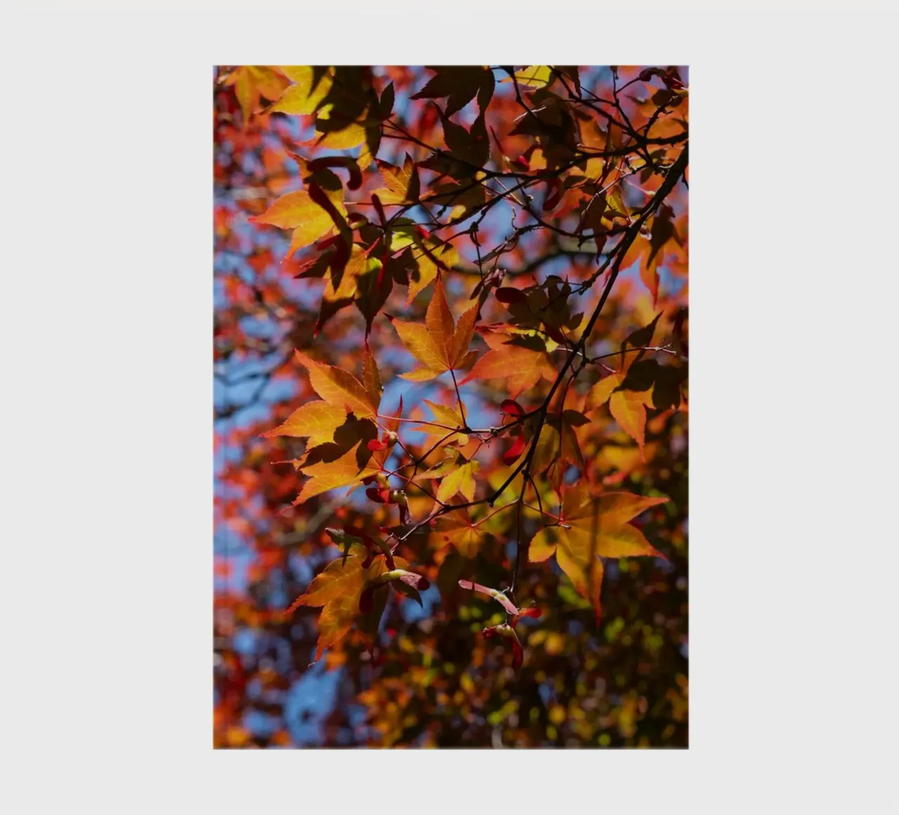 Trees with red and yellow leaves notebook by Heidemüllerin