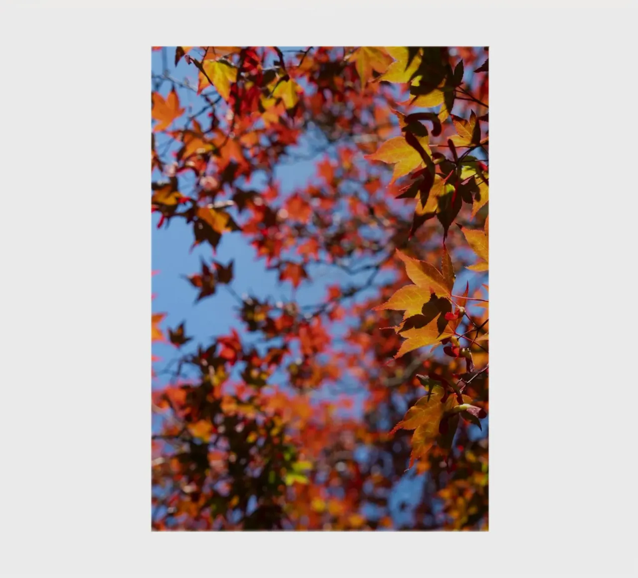 Trees with red and yellow leaves notebook by Heidemüllerin