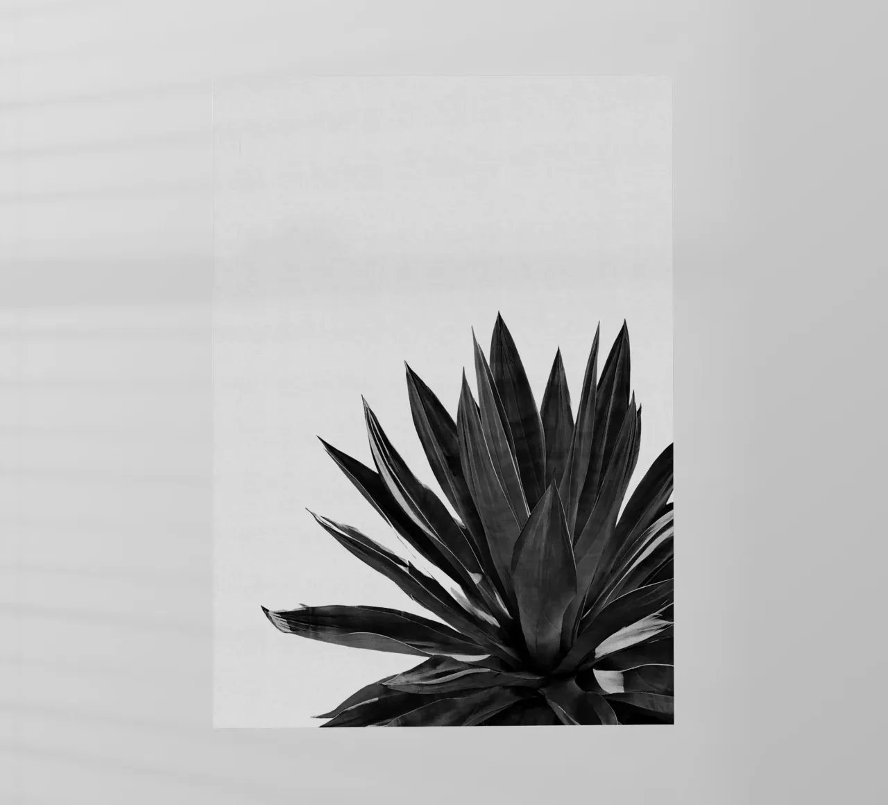 Cactus Agave bianco e nero pellicola backlit da Orara Studio