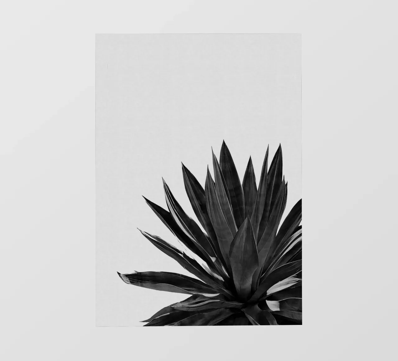 Cactus Agave bianco e nero pellicola backlit da Orara Studio