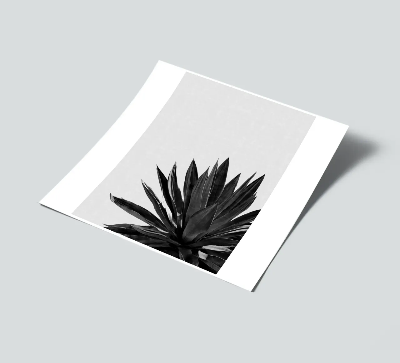 Cactus Agave Blanco y Negro pack de pegatina de Orara Studio