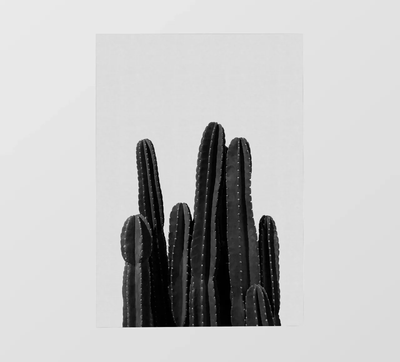 Cactus in bianco e nero pellicola backlit da Orara Studio