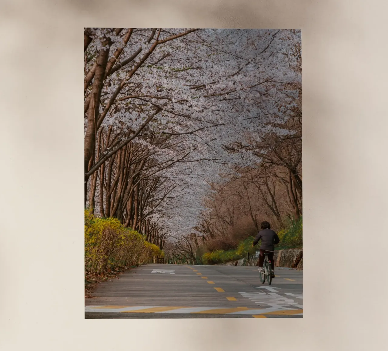 La strada dei ciliegi in fiore a Seul, Corea del Sud pellicola backlit da mbgraphx2