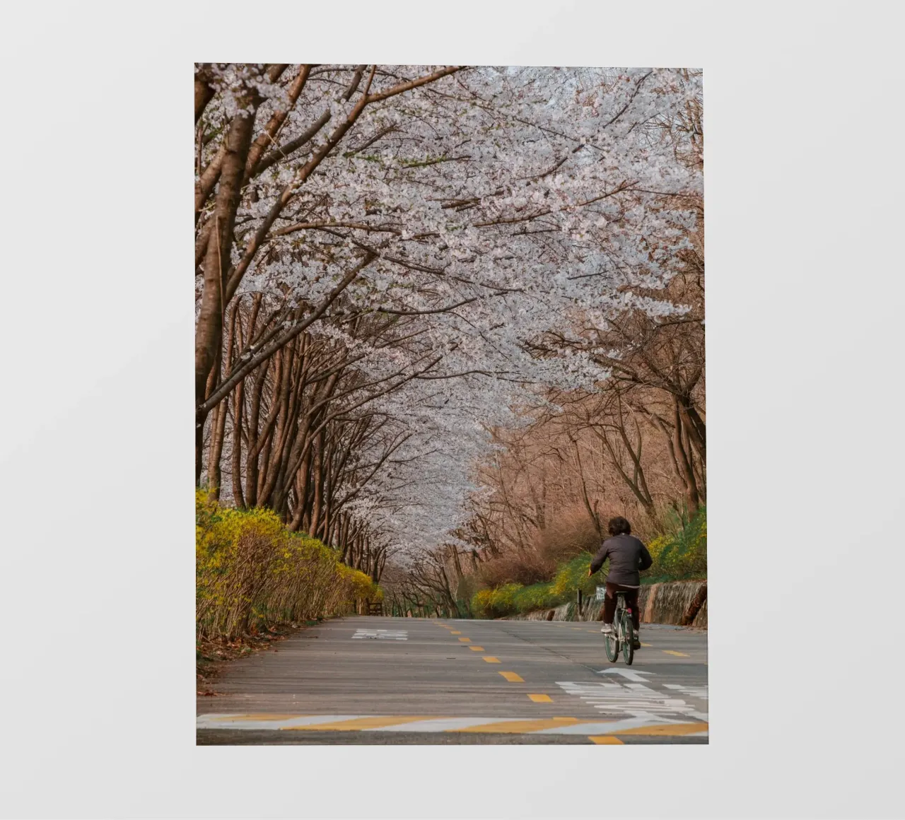 La strada dei ciliegi in fiore a Seul, Corea del Sud pellicola backlit da mbgraphx2