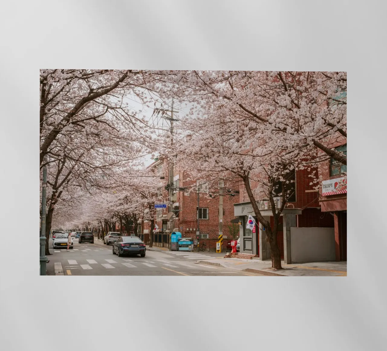 La strada dei ciliegi in fiore a Seul, Corea del Sud pellicola backlit da mbgraphx2