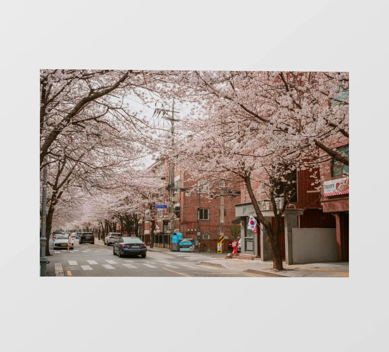 La strada dei ciliegi in fiore a Seul, Corea del Sud pellicola backlit da mbgraphx2