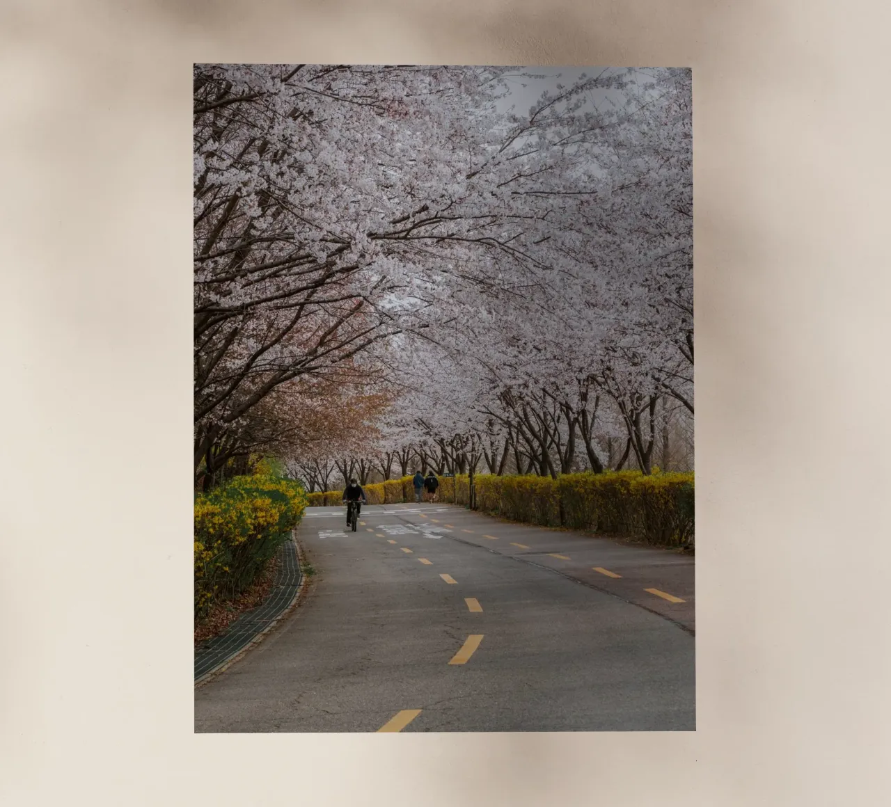 Fiori di ciliegio al Parco Haneul di Seul, Corea del Sud pellicola backlit da mbgraphx2