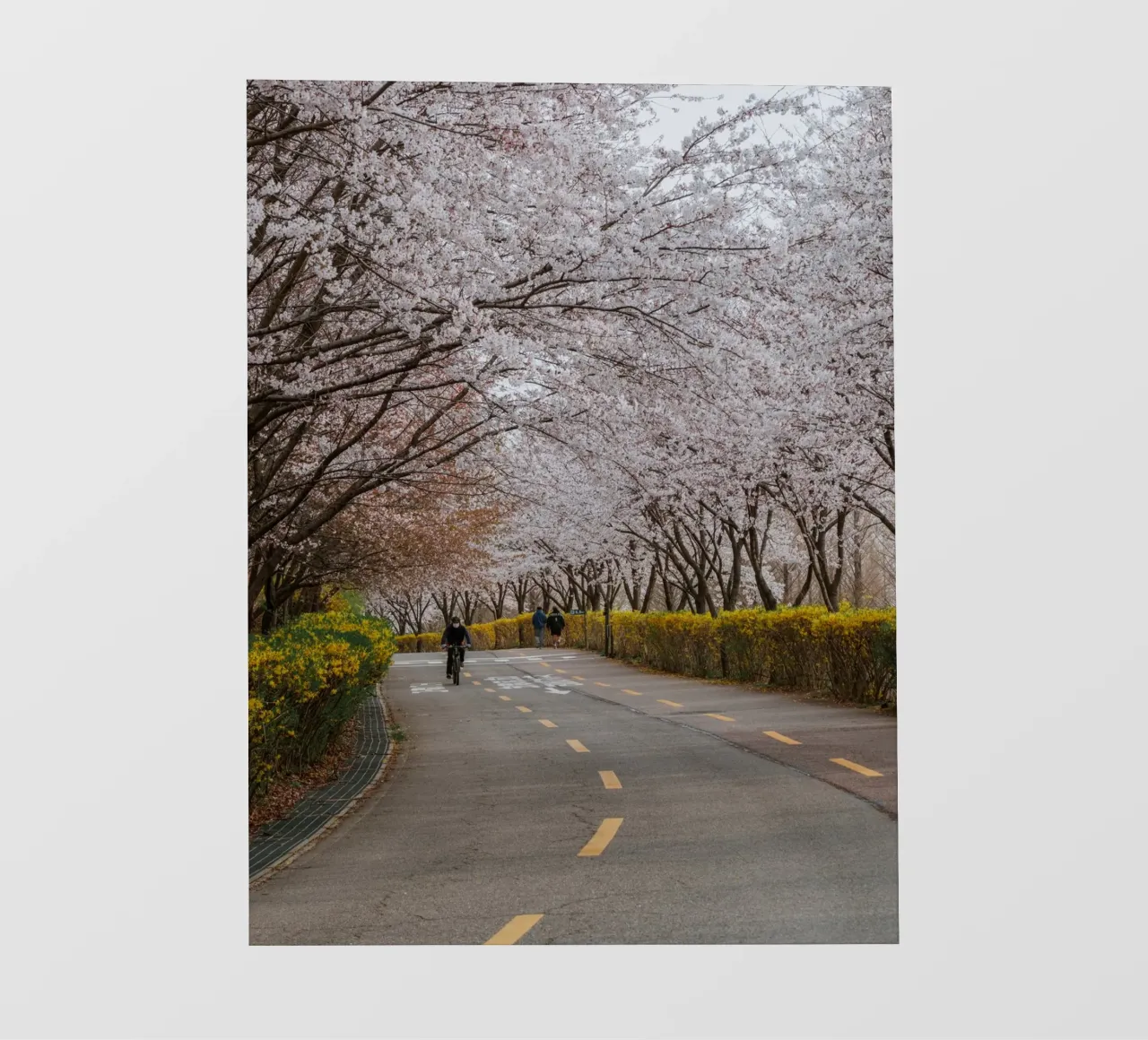 Fiori di ciliegio al Parco Haneul di Seul, Corea del Sud telo in pvc da mbgraphx2