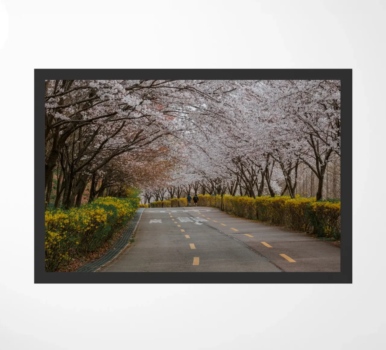 Fiori di ciliegio al Parco Haneul di Seul, Corea del Sud zerbino da mbgraphx2