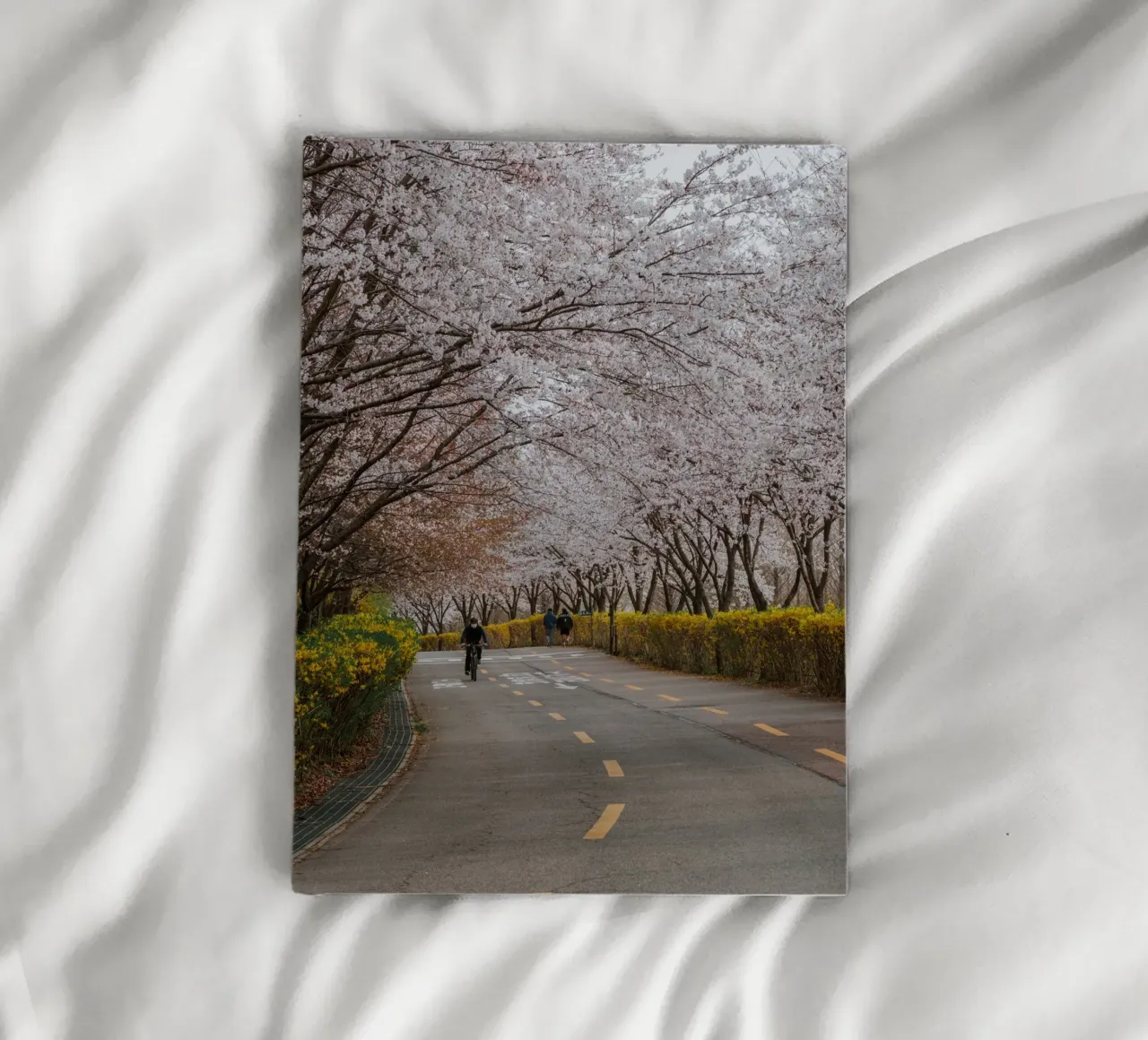 Fiori di ciliegio al Parco Haneul di Seul, Corea del Sud diario da mbgraphx2