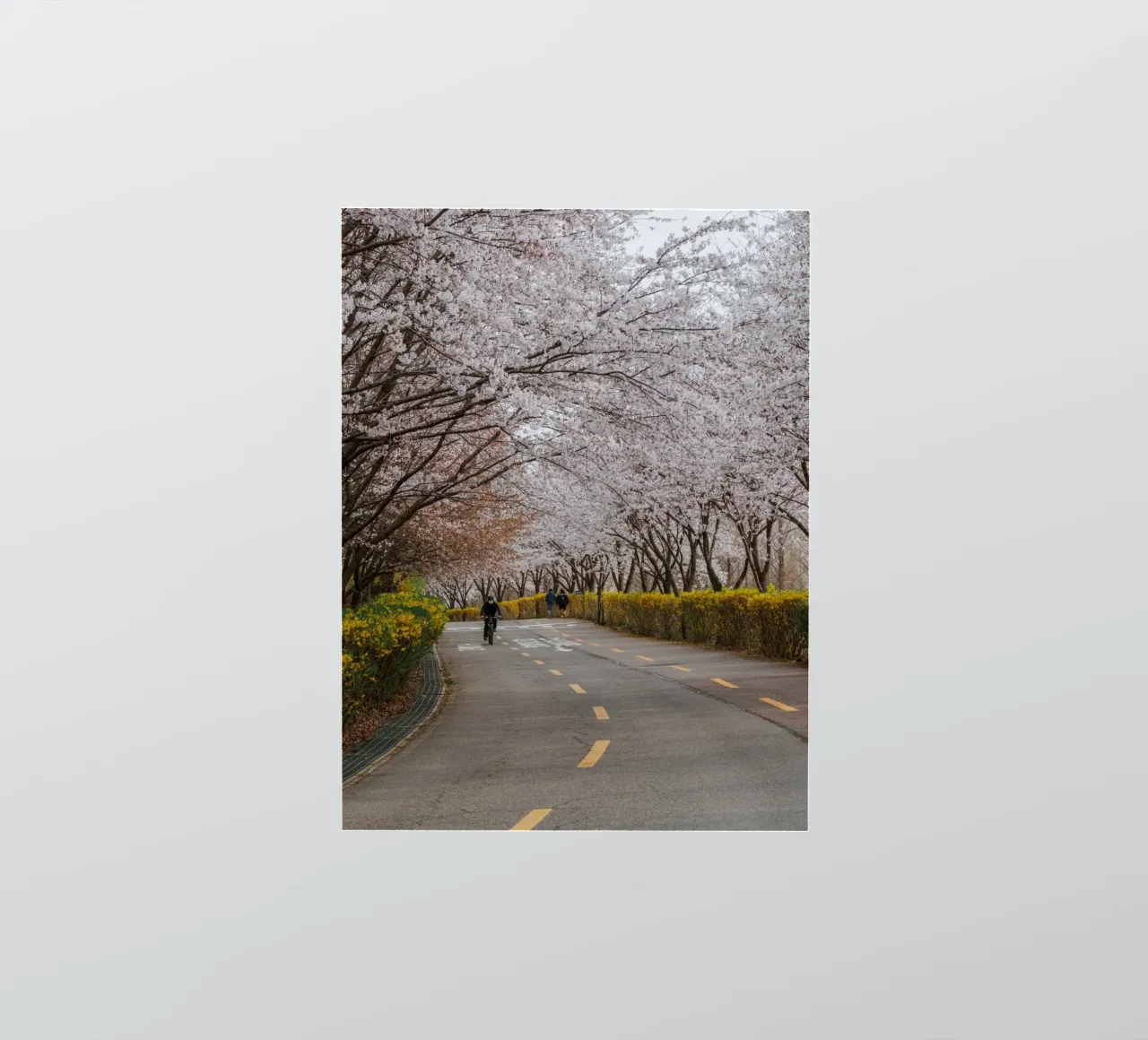 Fiori di ciliegio al Parco Haneul di Seul, Corea del Sud adesivo da mbgraphx2