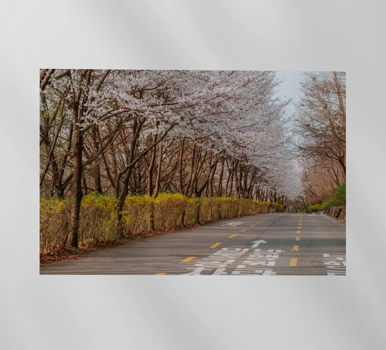 I ciliegi in fiore del Parco Haneul a Seul, Corea del Sud pellicola backlit da mbgraphx2