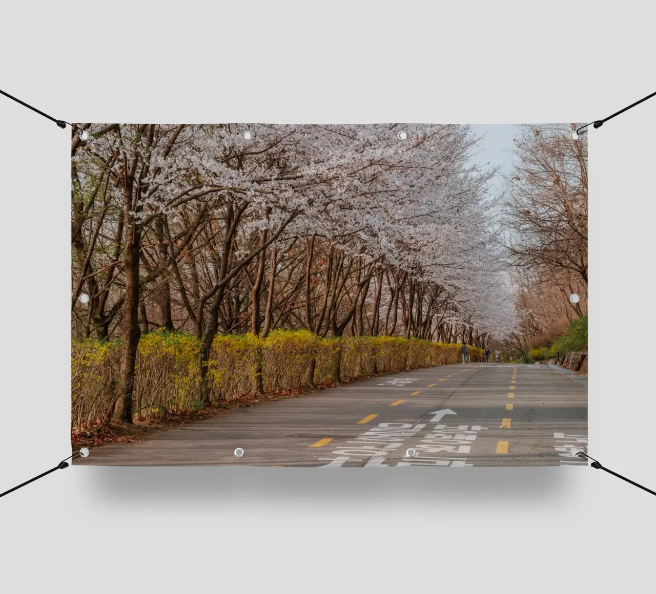 I ciliegi in fiore del Parco Haneul a Seul, Corea del Sud telo in pvc da mbgraphx2