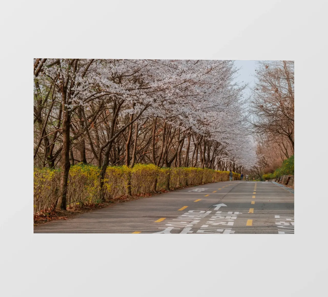 I ciliegi in fiore del Parco Haneul a Seul, Corea del Sud telo in pvc da mbgraphx2