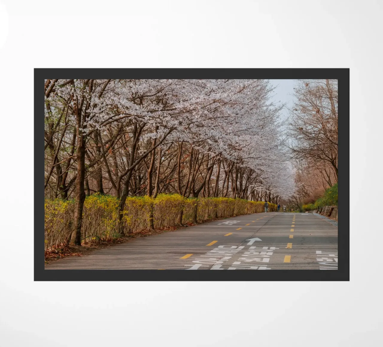I ciliegi in fiore del Parco Haneul a Seul, Corea del Sud zerbino da mbgraphx2