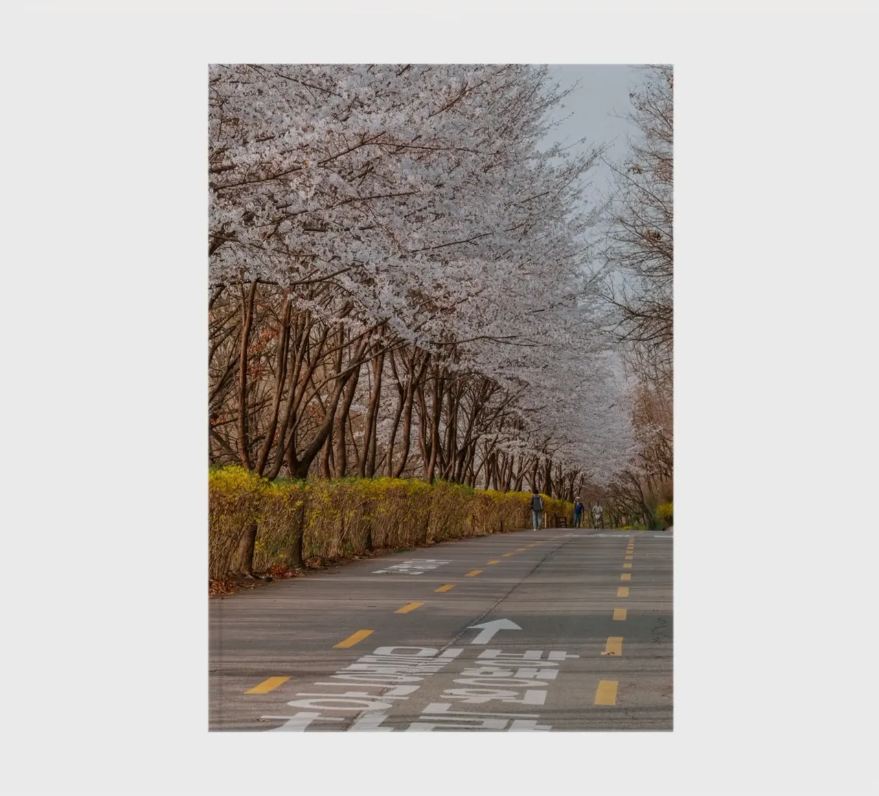 I ciliegi in fiore del Parco Haneul a Seul, Corea del Sud diario da mbgraphx2