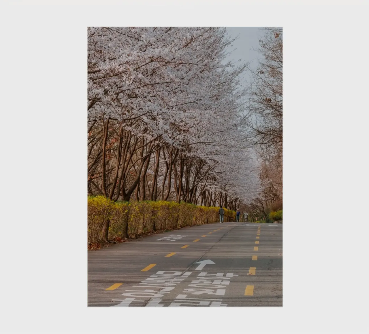 I ciliegi in fiore del Parco Haneul a Seul, Corea del Sud diario da mbgraphx2