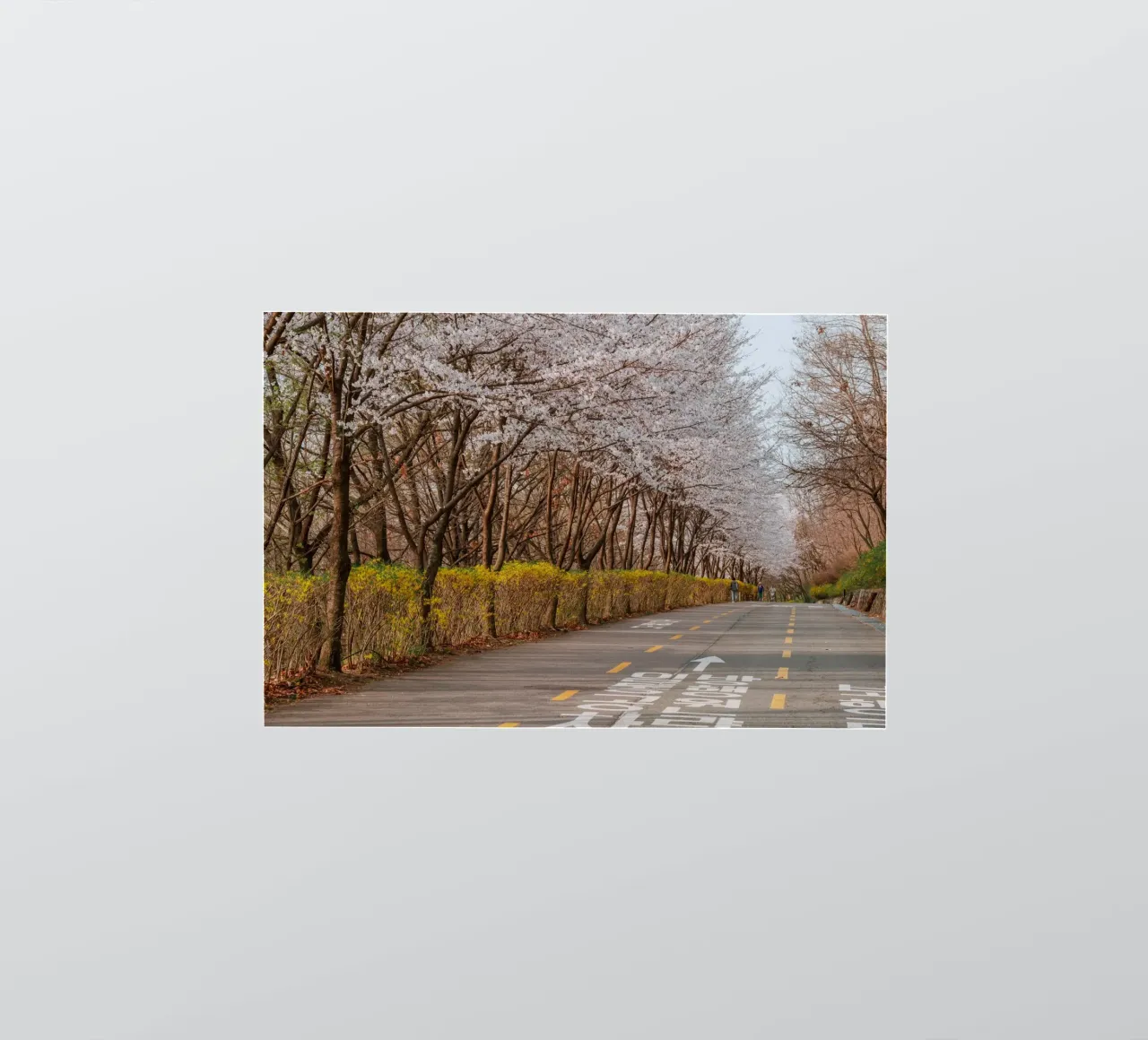 I ciliegi in fiore del Parco Haneul a Seul, Corea del Sud adesivo da mbgraphx2