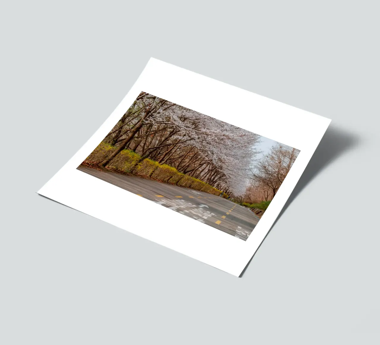 I ciliegi in fiore del Parco Haneul a Seul, Corea del Sud foglio adesivo da mbgraphx2