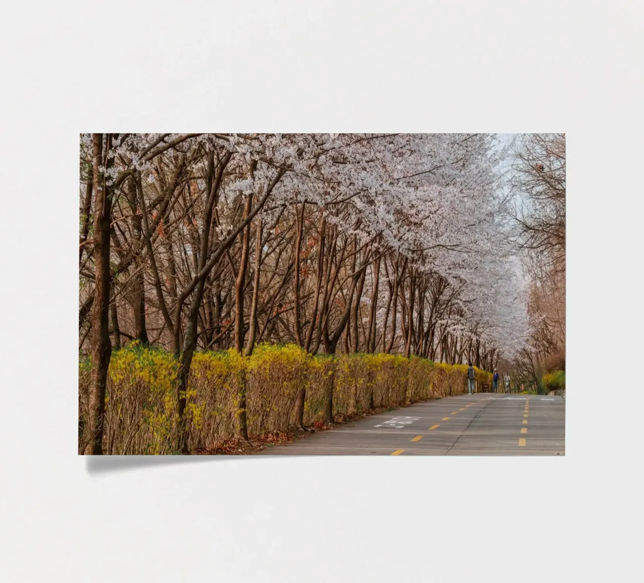 I ciliegi in fiore del Parco Haneul a Seul, Corea del Sud foglio adesivo da mbgraphx2