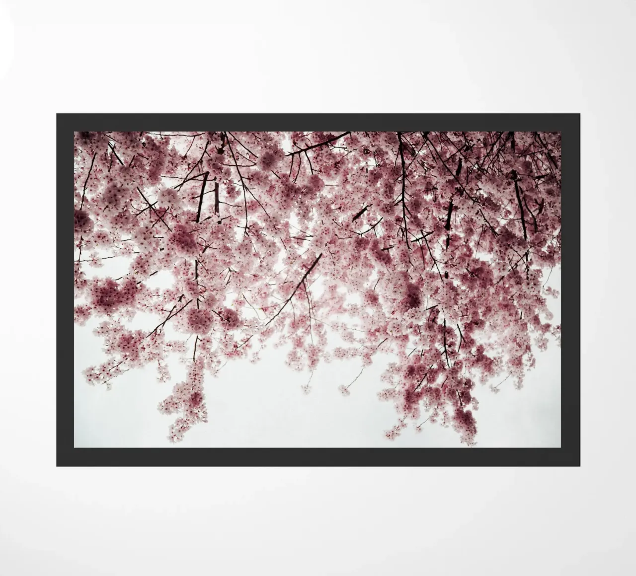 Spring Cherry Blossoms zerbino da wowhannahphotos