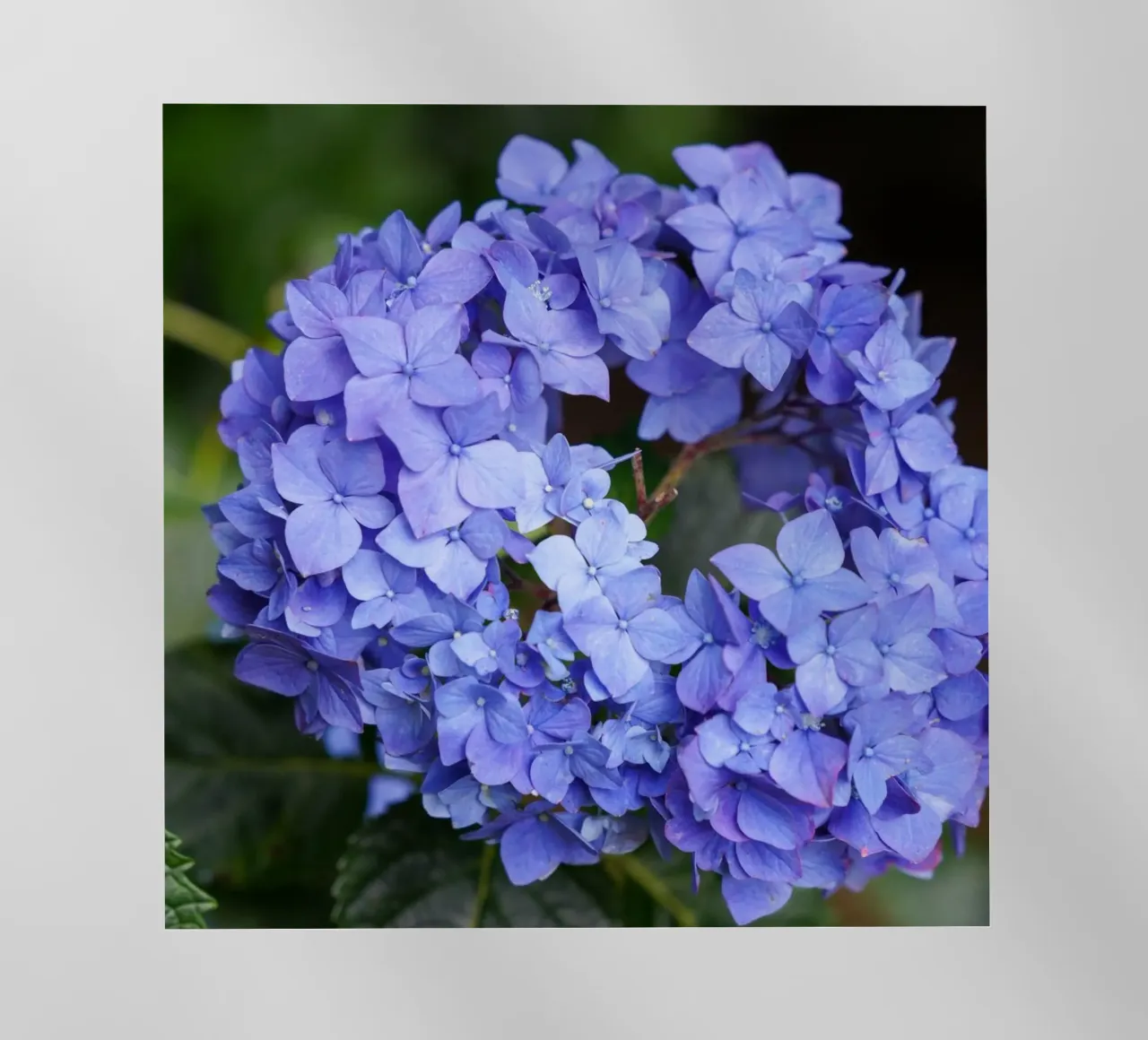 Serenity in Bloom pellicola backlit da somewhere.soul.escape