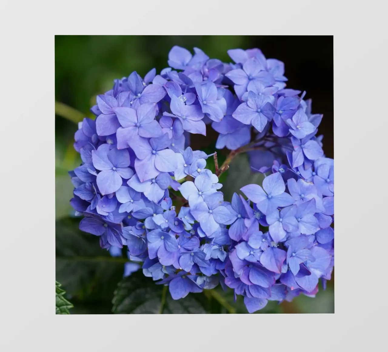 Serenity in Bloom pellicola backlit da somewhere.soul.escape