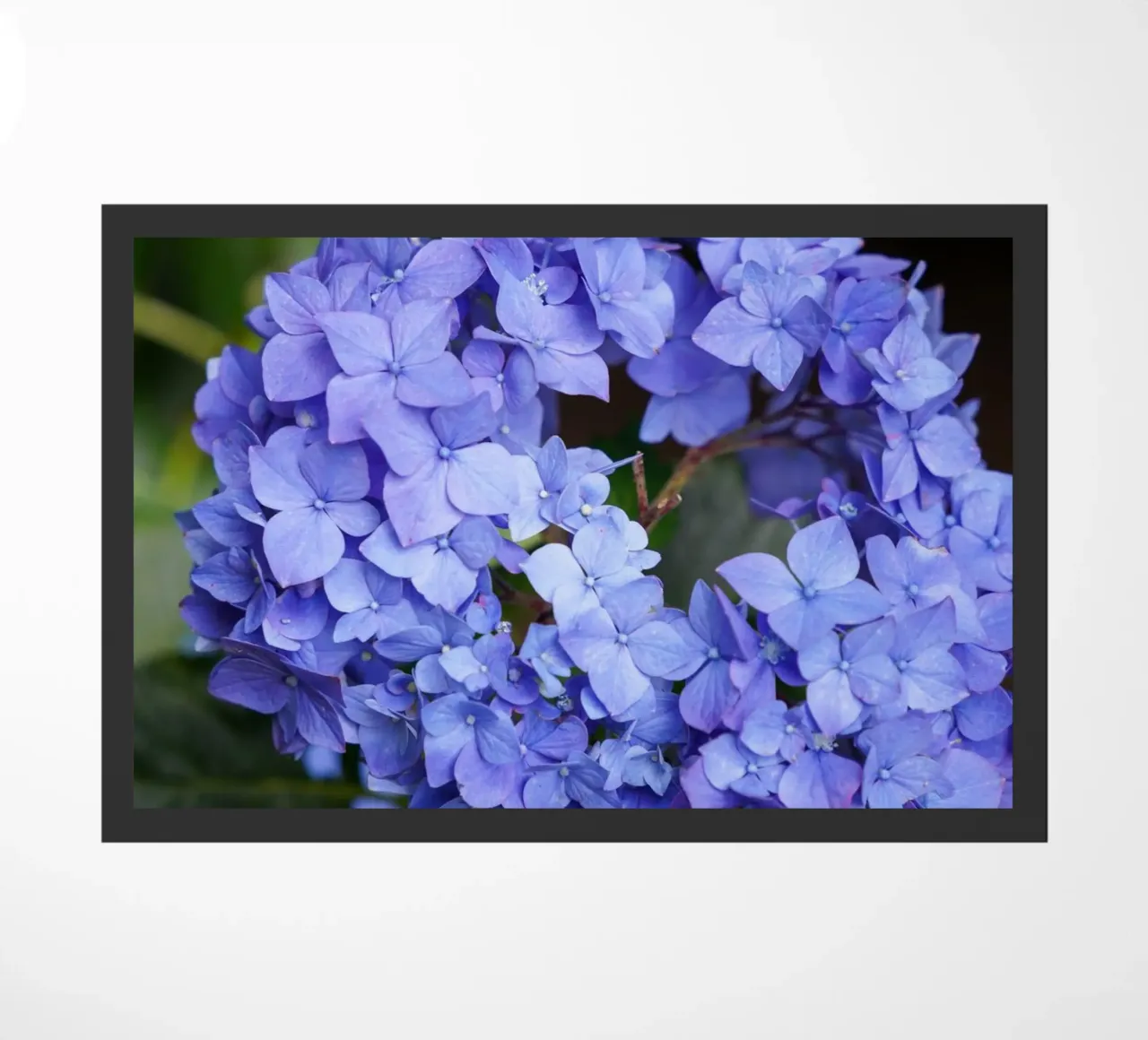 Serenity in Bloom zerbino da somewhere.soul.escape