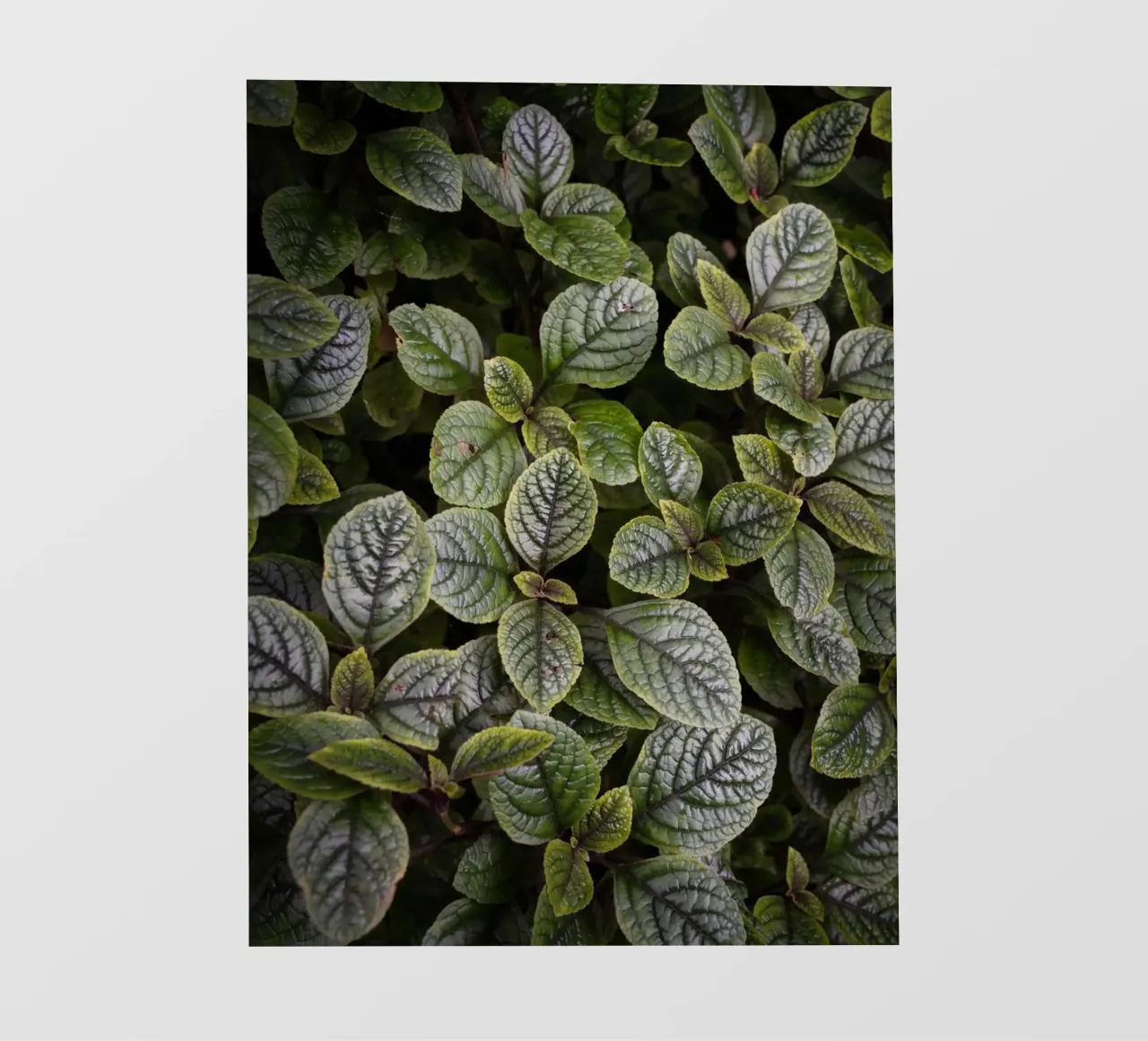 Leaf Symphony fotobehang van somewhere.soul.escape