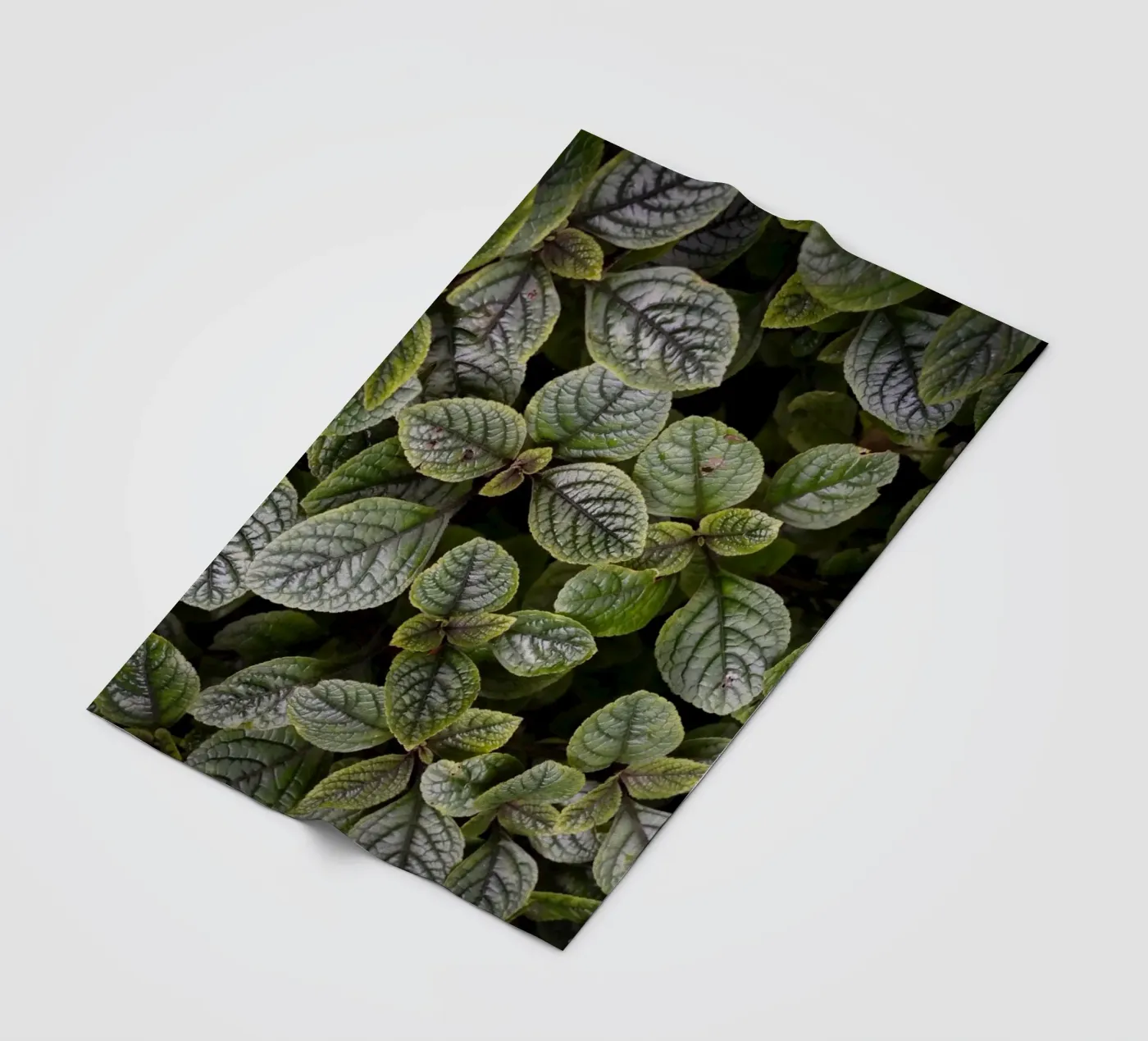 Leaf Symphony Fleecedecke von somewhere.soul.escape