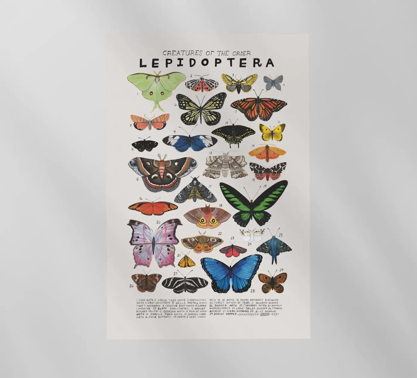 Lepidotteri pellicola backlit da Rob Lewis