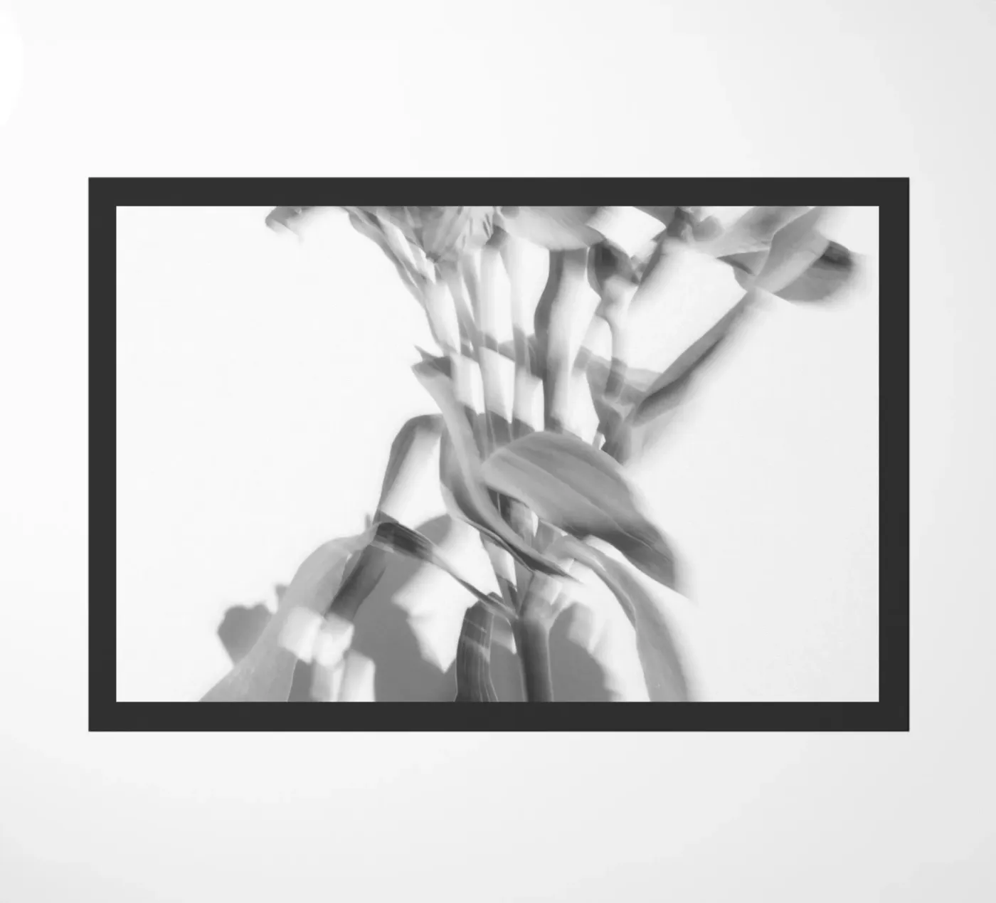 Studi sulla flora zerbino da rafael campezato