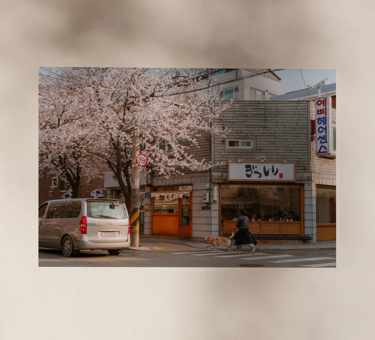 La via dei ciliegi in fiore a Seul, Corea del Sud pellicola backlit da mbgraphx2