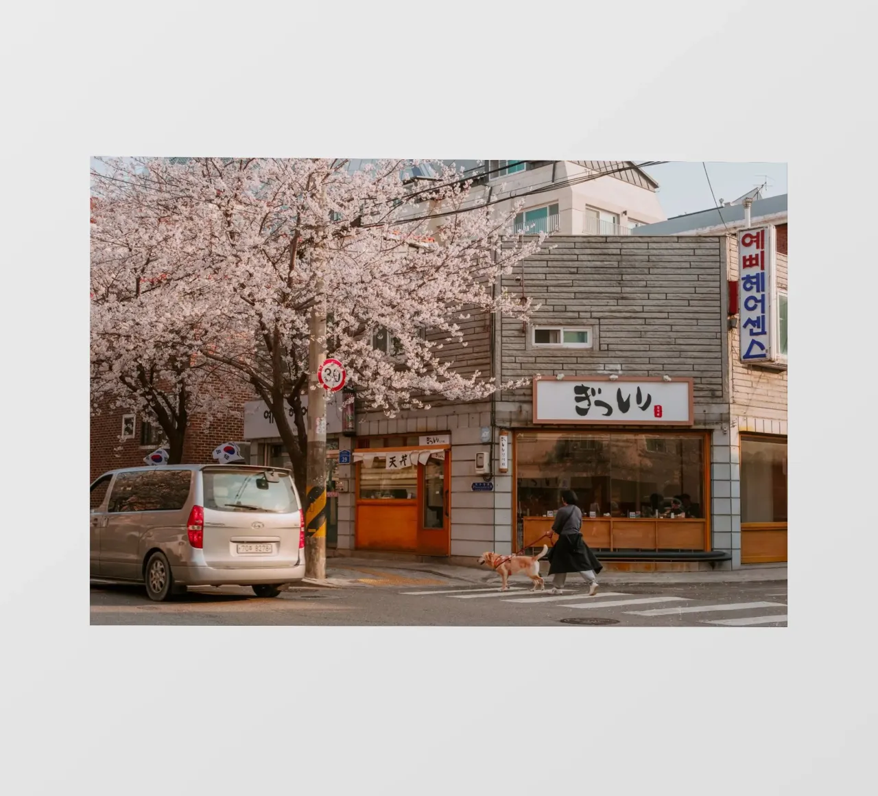 La via dei ciliegi in fiore a Seul, Corea del Sud telo in pvc da mbgraphx2