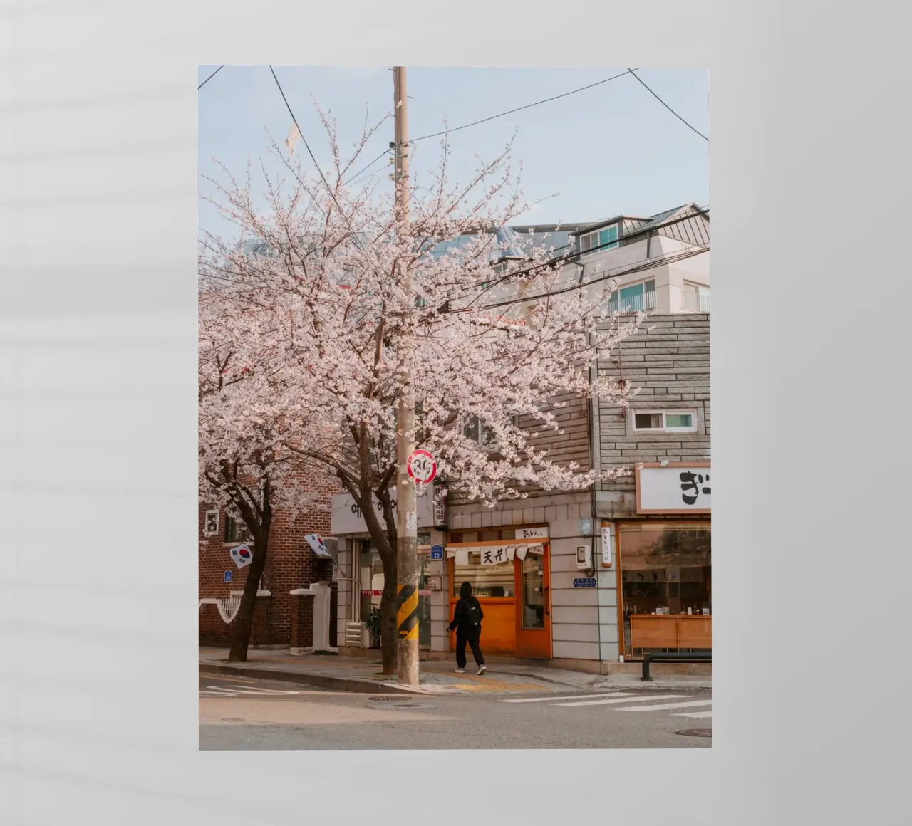 La via dei ciliegi in fiore a Seul, Corea del Sud pellicola backlit da mbgraphx2